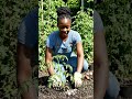 EggShellHack #KitchenToGarden #OrganicGarden #ViralReels #TrendingReels #GardenLover