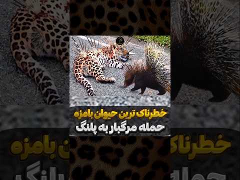 خطرناک ترین حیوان بامزه جهان با تیغ های مرگبار