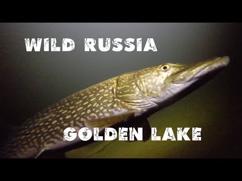 MOUNTAIN ALTAI. Golden lake Teletskoye. Wildlife of Siberia. Russian lakes. Film by Ivan Usanov.