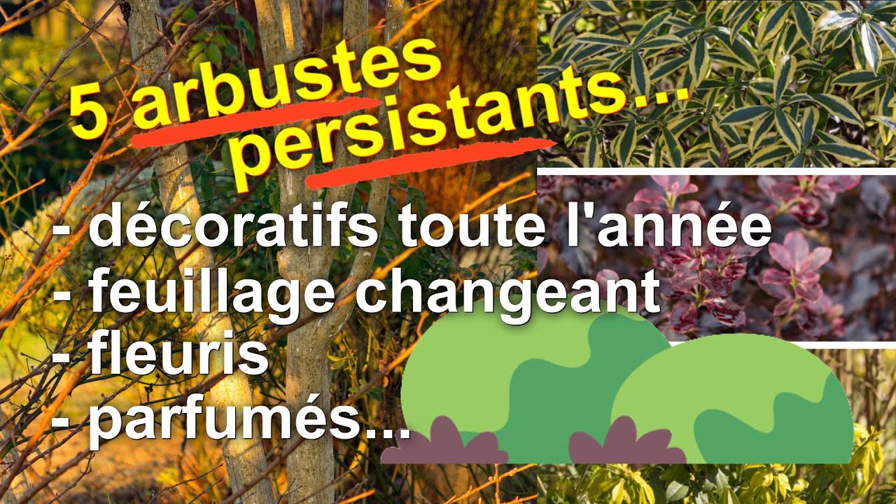 Arbustes Persistants Pour Un Jardin Beau Toute L Annee Feuillages Floraisons Parfums Youtube
