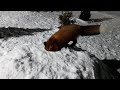 ЛисЯша на снежной горке.Fox on a snow slide