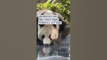 San Diegans get sneak peek of first Chinese pandas to enter US in 21 years