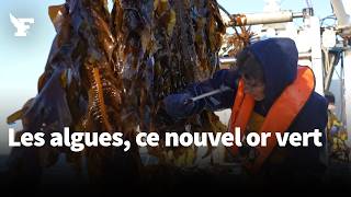 Les Algues Plus Grande Ressource Inexploitée Au Monde ?