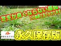 【永久保存版】芝生改善のための原因、対処の順番を網羅!絶対に見るべき動画です!