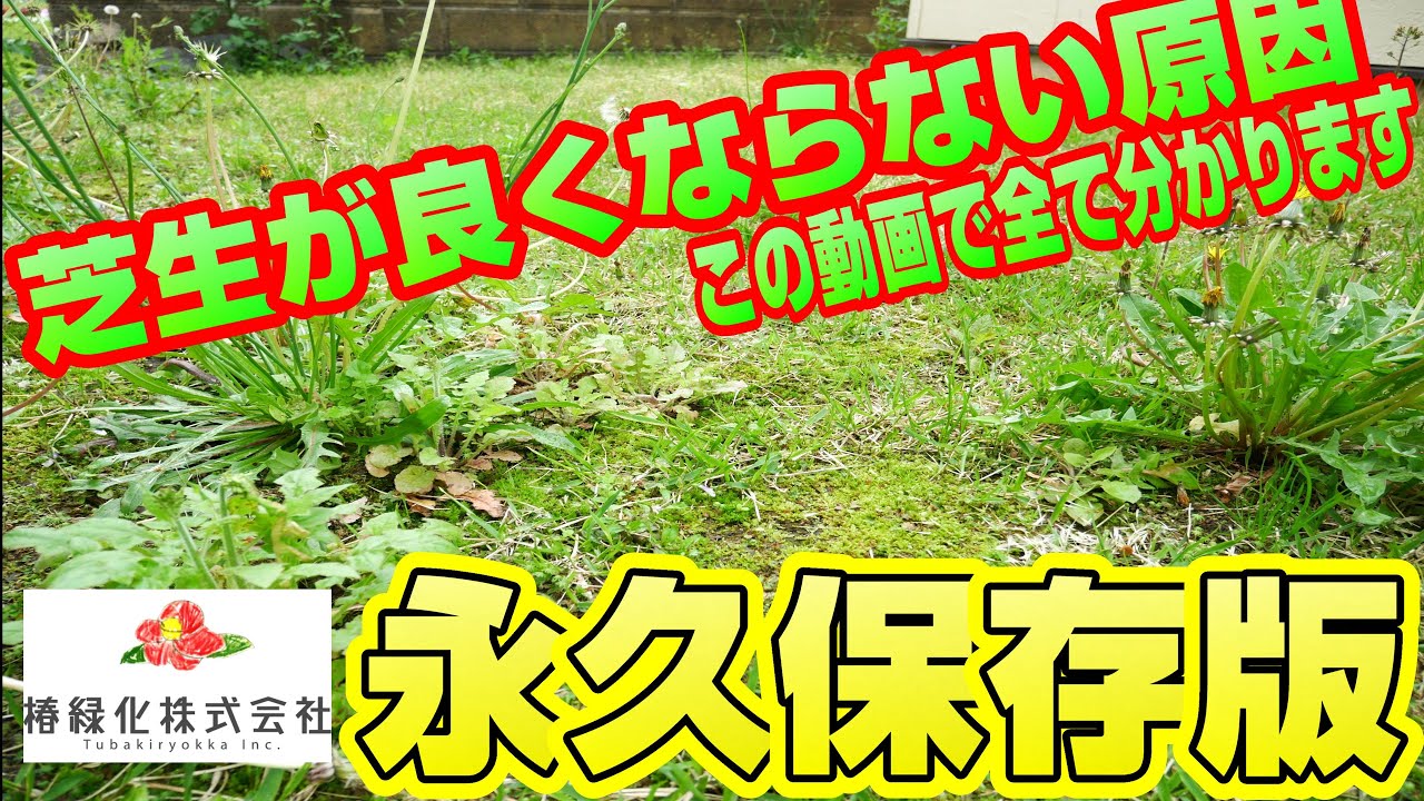 【永久保存版】芝生改善のための原因、対処の順番を網羅！絶対に見るべき動画です！