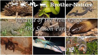 Natural history of the Iron range, Cape York QLD Part 1