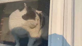 China Doll doing her ‘Dad’s Home! 😺’ happy dance in the window 10/28/2023