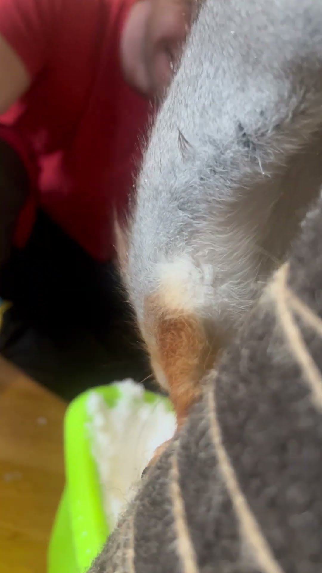 Red Squirrel Takes Snow Bath || ViralHog
