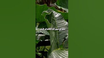 فَما مَتاعُ الحَياةِ الدُّنيا فِي الآخِرَةِ إِلّا قَليلٌ | علي جابر 🤍 سورة التوبة #قرآن #علي_جابر