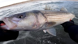 BIG STRIPED BASS  Surf Fishing the FULL LOONY ECLIPSE for Pre Season Striper