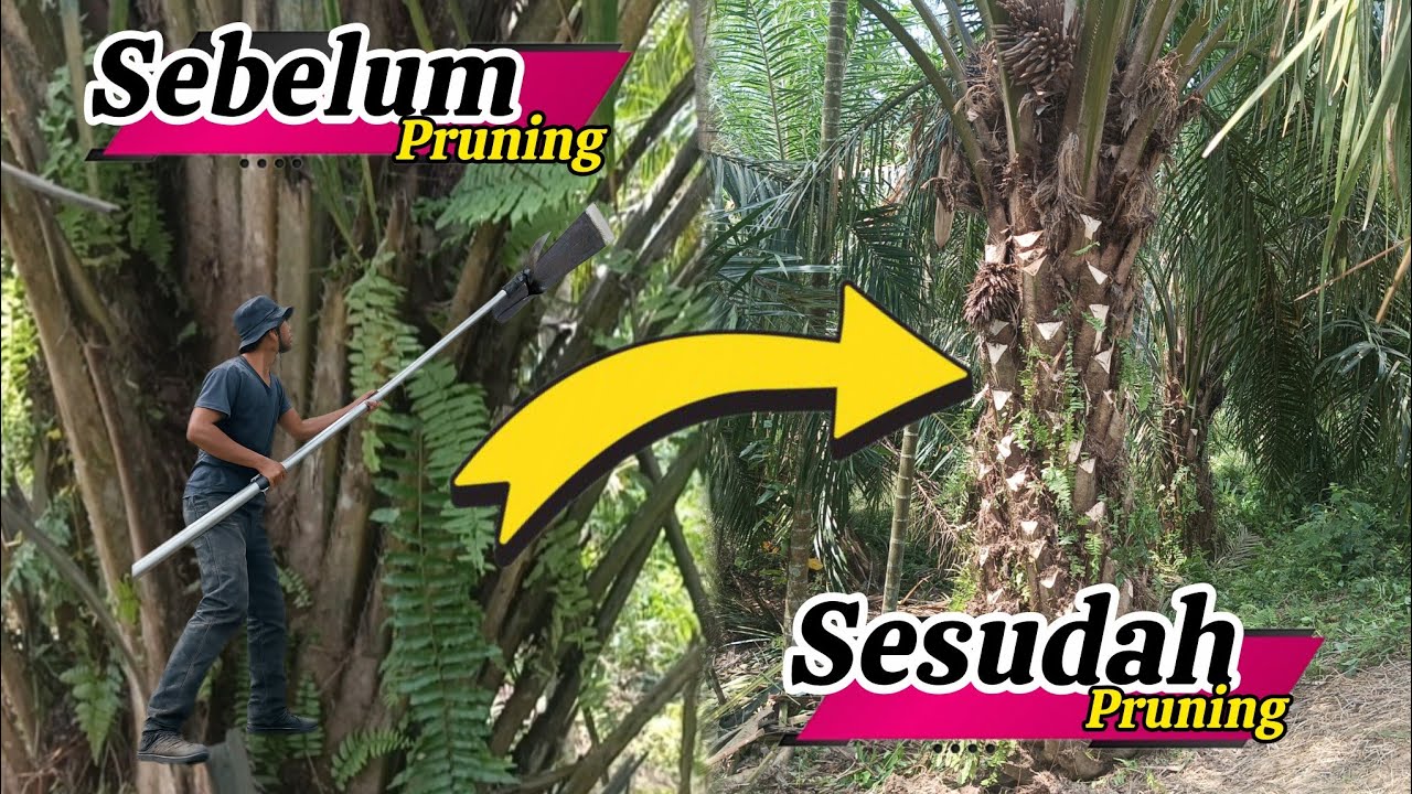 Pruning perdana setelah 7 tahun sawit di tanam