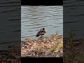 Mandarynki w Łazienkach Królewskich #duck #waterbirds #park #animals #walk #birdslover #shorts