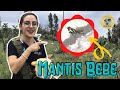 Nacimiento y liberación de MANTIS BEBÉS 🥰😱 | Bicheando en casa #2🏠