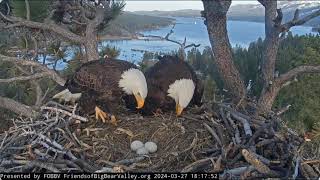 Shadow brings dinner to Jackie FOBBV CAMBig Bear Bald Eagle Live Nest - Cam 1