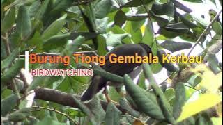 BIRDWATCHING /Burung Tiong Gembala Kerbau