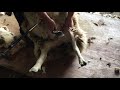 sheep shearing lessons,  Control and blows on first leg