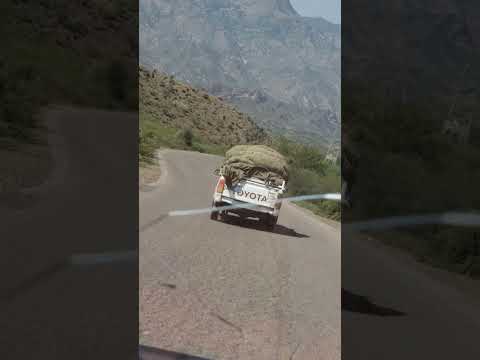 ماعد حمول الامعا محمود الله يقضي حاجته هوه يستاهل كل خير بعدسه رفيق الدرب صالح سعدان