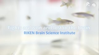 Fights are won and lost in the brain