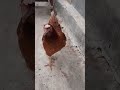 Chicken walk | Куриная прогулка