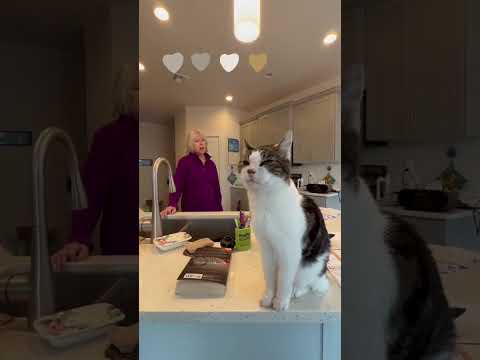 वीडियो: पालतू पशु स्कूप: 27 वर्षीय बिल्ली को गोद लिया जाता है, स्वयंसेवक डॉग 1,100 मील की दूरी पर ड्राइव करते हैं
