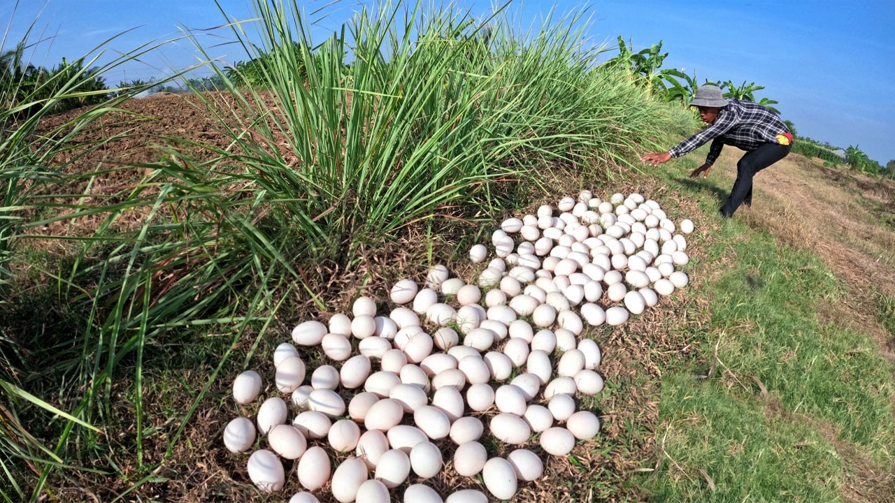 Skills Farmer - Pick a lot of duck eggs in grass near road by skills hand