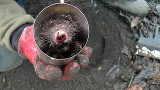 How to catch a mole. Mole catcher from a thermos.