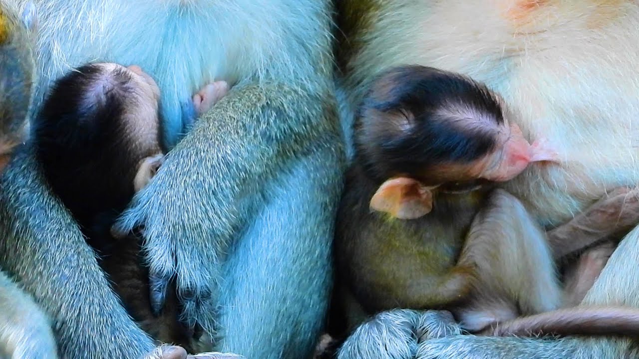 Too Much Pity Amri Group.