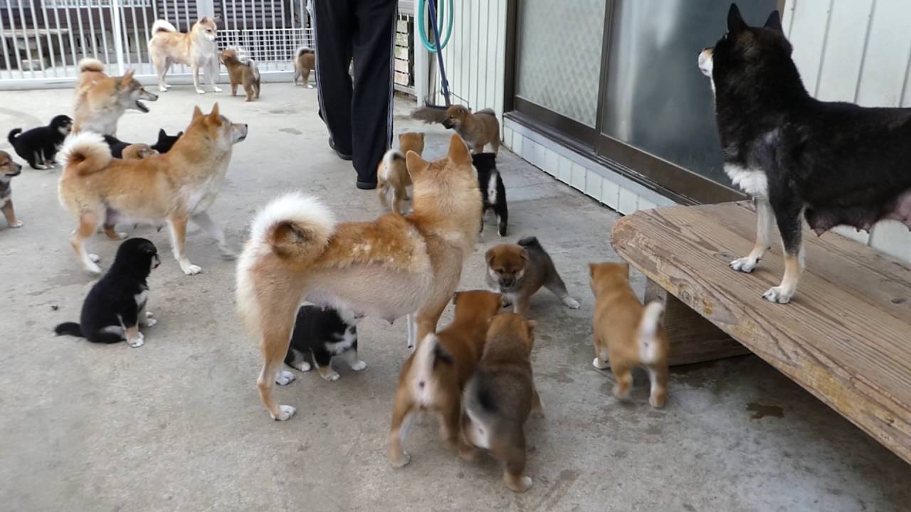 6組の柴犬親子朝の風景 Youtube