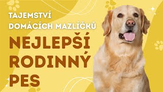 Zlatý retrívr: Pes, který byl stvořen pro lidi