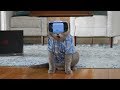 Cat Tries Metaverse