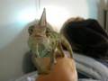 chameleon eating camera