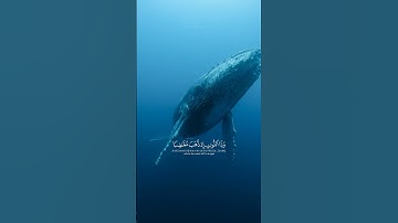 ﴿فاستجبنا له ونجيناه من الغم وكذلك ننجي المؤمنين﴾ سورة الأنبياء | الشيخ ادريس ابكر .
