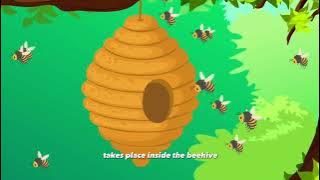 HOW BEES MAKE HONEY?🐝🍯 — Explanation Text