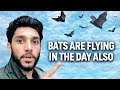 “Unbelievable! 🦇 Bats Flying in the Daytime — Myth or Reality?!”