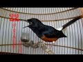 บินหลาดง White-rumped shama  (22 Years Old)