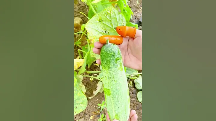 🧤 Best Gardening Gloves for Weeding | Comfort Meets Durability! 🌿✨