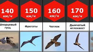 Сравнение: топ 10 самых быстрых птиц