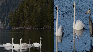 Swan Family Swimming in the Water -Young Swans - Cygnets