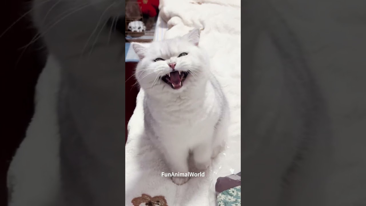 Playful Cats + Cute Meows = Total Joy! 😹🎶 