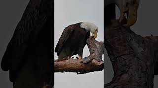 Eagle feaking to maintain it’s impressive beak in prime conditions ❤! #eagle #baldeagle #trsp