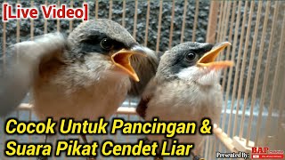 SUARA BURUNG CENDET ANAKAN