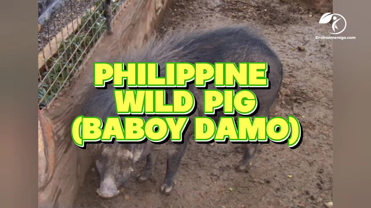 Most Endangered Species in Philippines