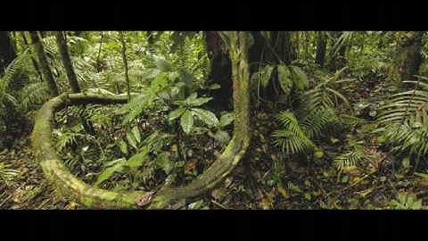 Terra Preta Story.mov