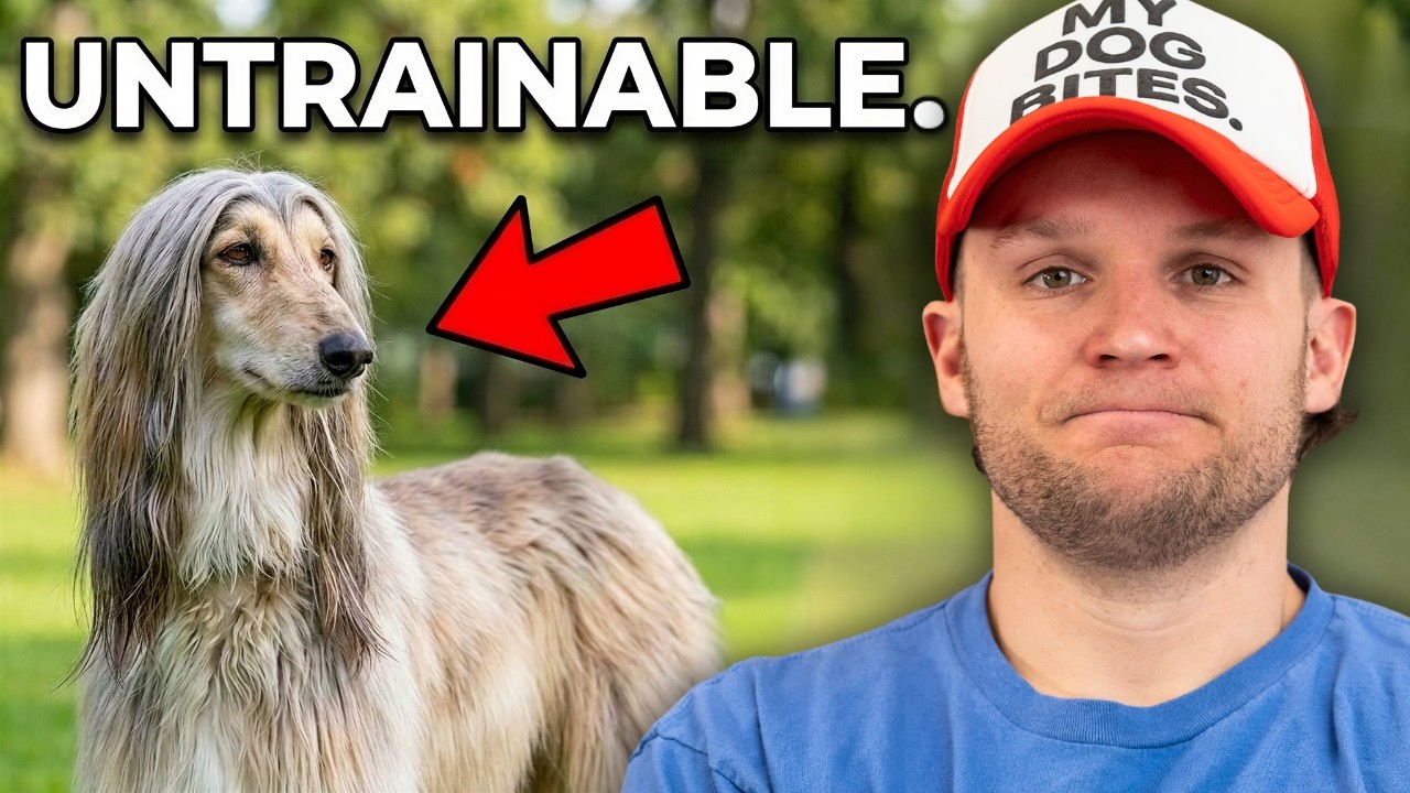 7 Dog Breeds Impossible To Train As A Pro Dog Trainer