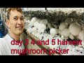 day 3 4 and 5 harvest  the mushroom picker in POLAND