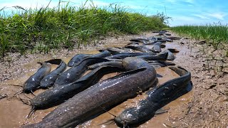 amazing fishing! a fisherman skill catch big monster fish a lots in field by hand