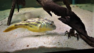 Fahaka Puffer vs Crayfish Army *WARNING* ((Live Feeding))