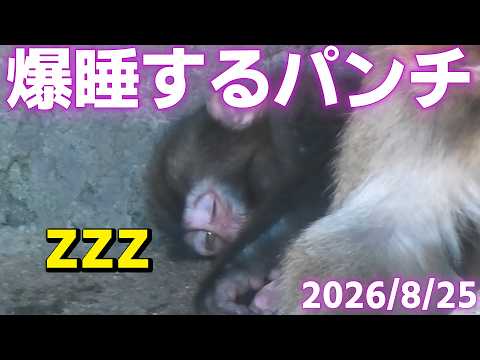 パンチくんの成長日記(Punch's Growth Diary) - YouTube