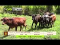 Tu vitrina ganadera- TvAgro por Juan Gonzalo Angel