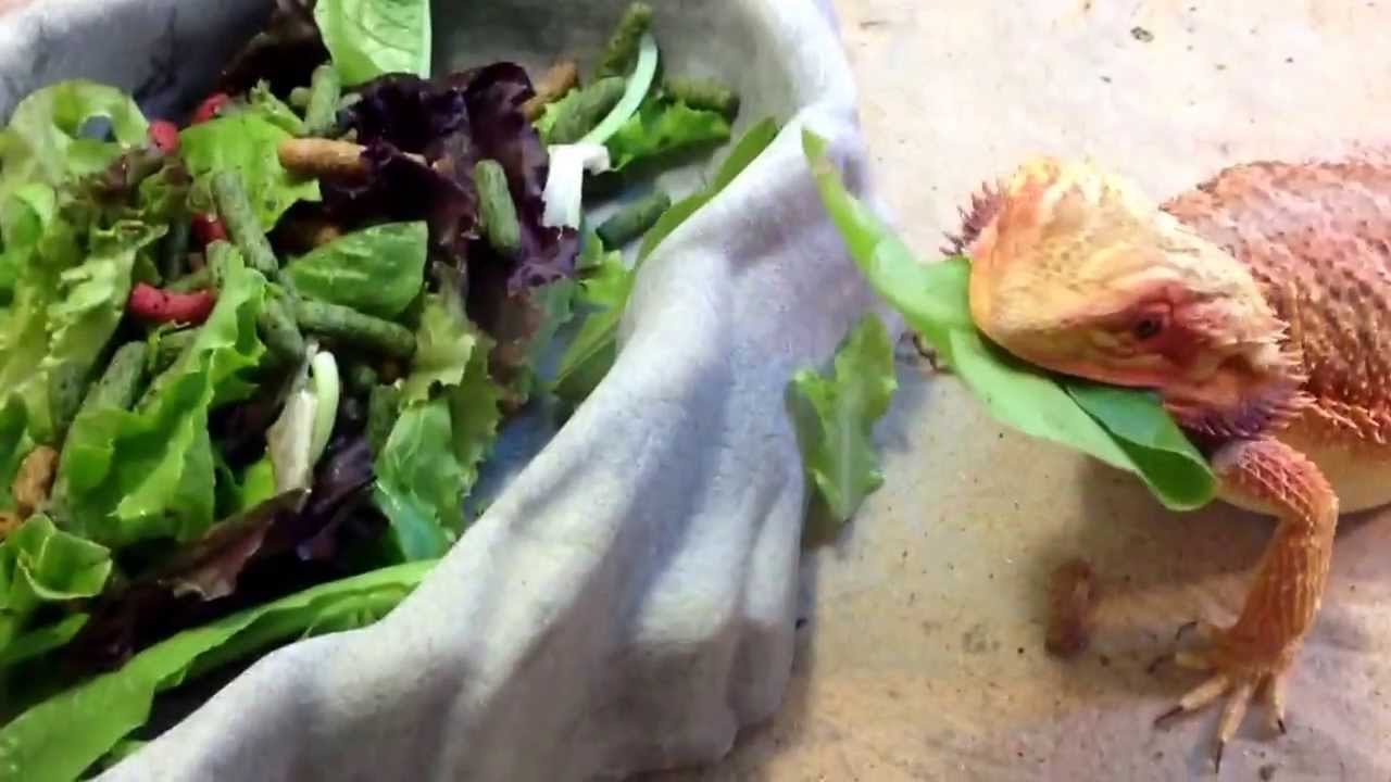 camera iphone 8 plus apk Lilly eating her greens facebook.com/desertdragonsok